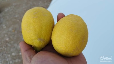 فروش لیمو سنگی