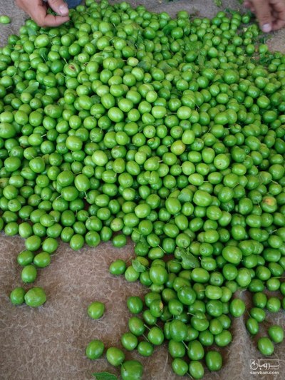 فروش گوجه سبز