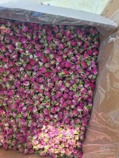 فروش گل محمدی (گیاه‌ دارویی)