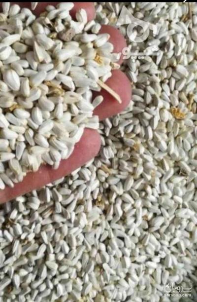 فروش  دانه گلرنگ