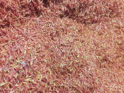 فروش گل  گلرنگ