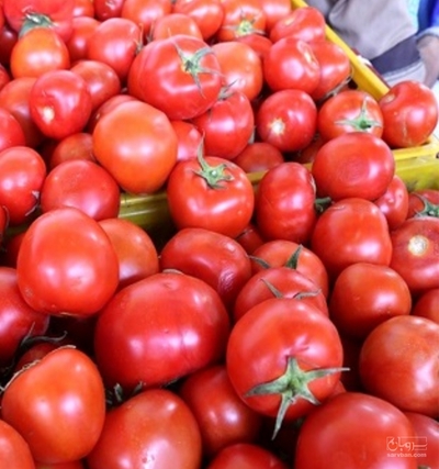 فروش گوجه فرنگی