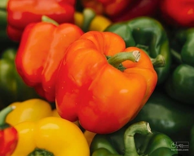 فروش فلفل دلمه ای