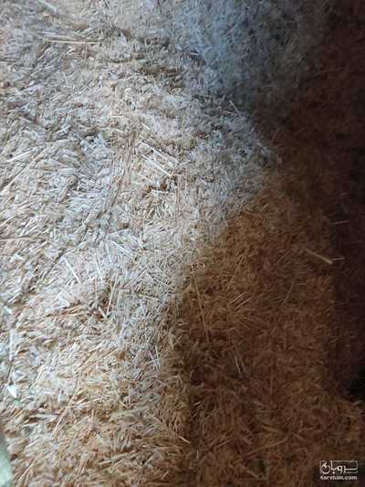 فروش کاه و کلش گندم