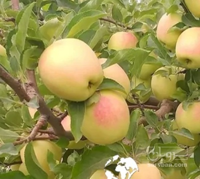 فروش سیب زرد