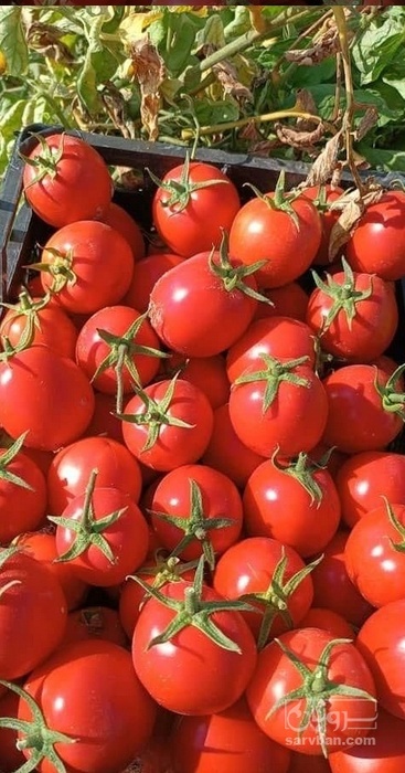 فروش گوجه فرنگی