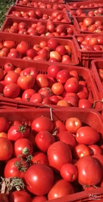 فروش گوجه فرنگی