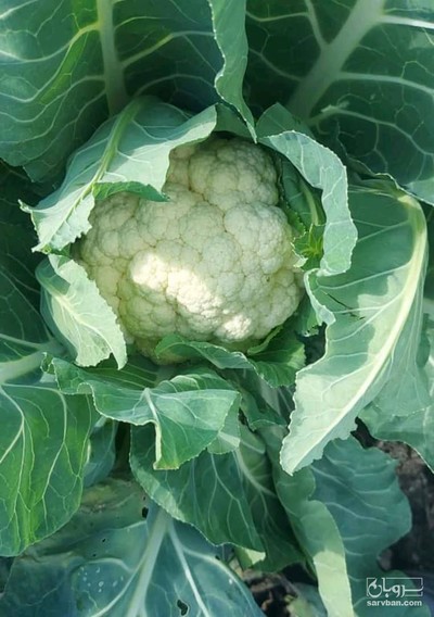 فروش گل کلم