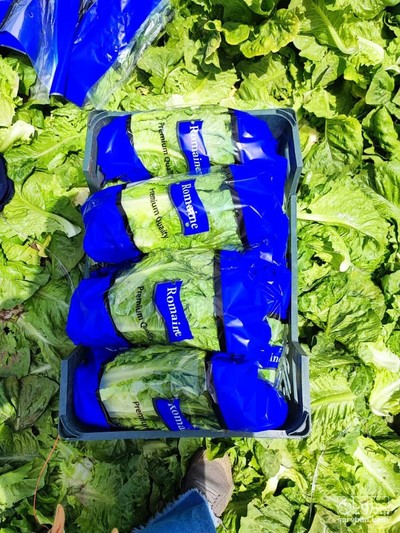 فروش کاهورومانو