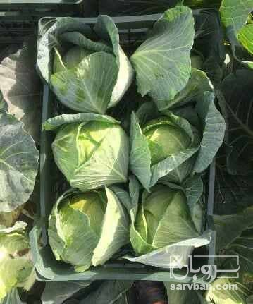 فروش کلم پیچ