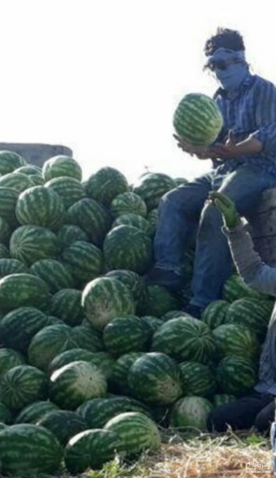 فروش هندوانه گرد