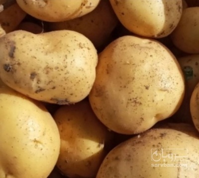 فروش سیب زمینی سانتا
