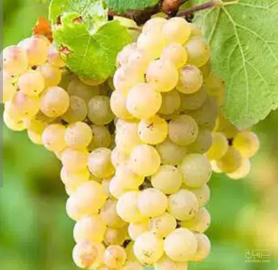 فروش انگور عسگری