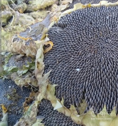 فروش آفتابگردان