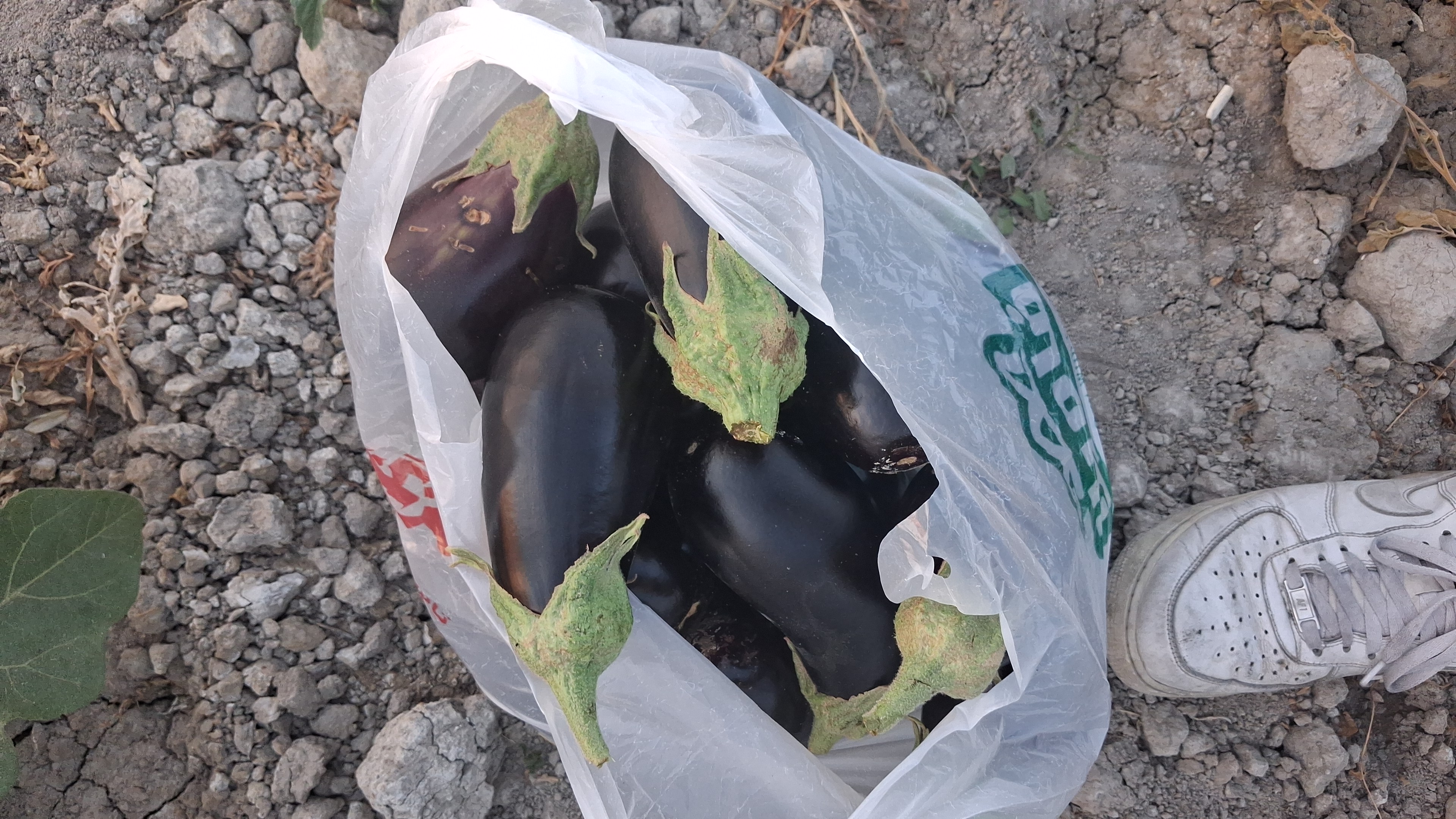 فروش بادمجان عمانی