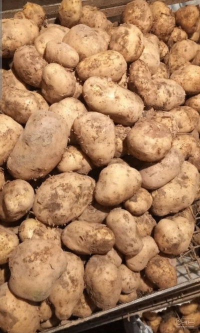 فروش سیب زمینی