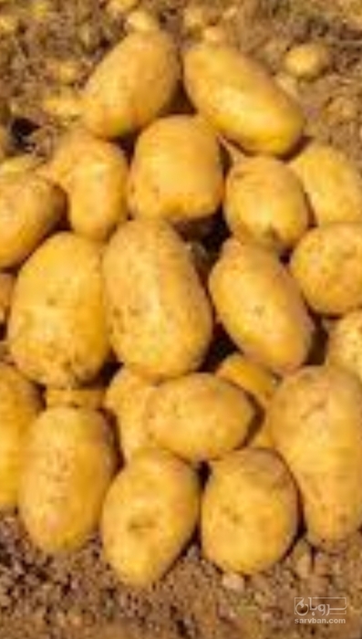 فروش سیب زمینی