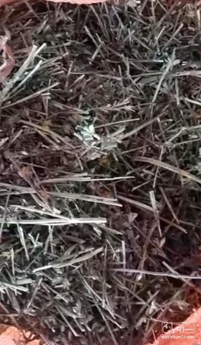 فروش بادرنجبویه