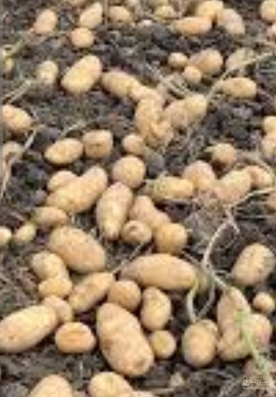 فروش سیب زمینی بامبا