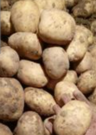 فروش سیب زمینی