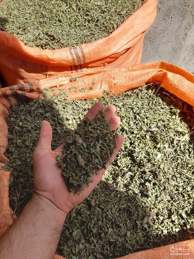 فروش نعناع خشک