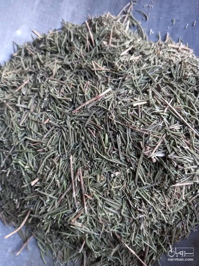 فروش رزماری