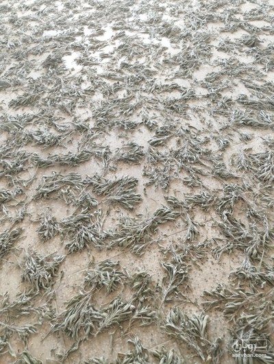 فروش مریم گلی