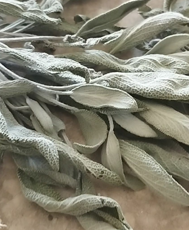 فروش مریم گلی خشک