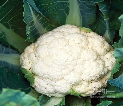 فروش گل کلم