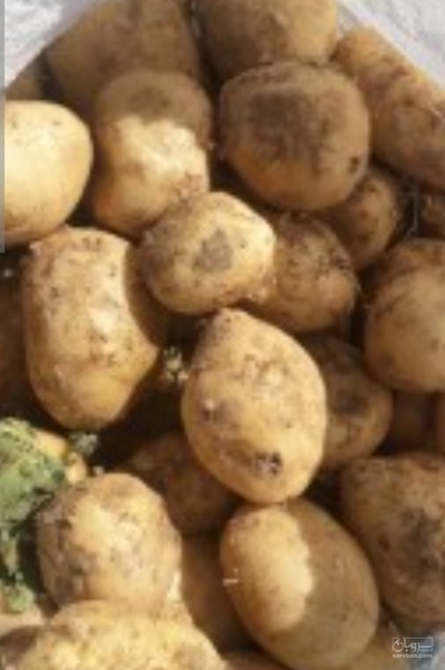 فروش سیب زمینی
