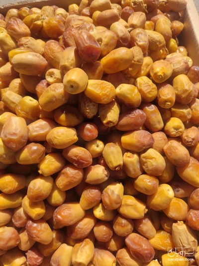 فروش خرما