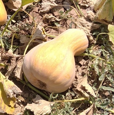 فروش کدو حلوایی