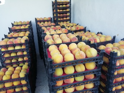 فروش هلو زعفرانی