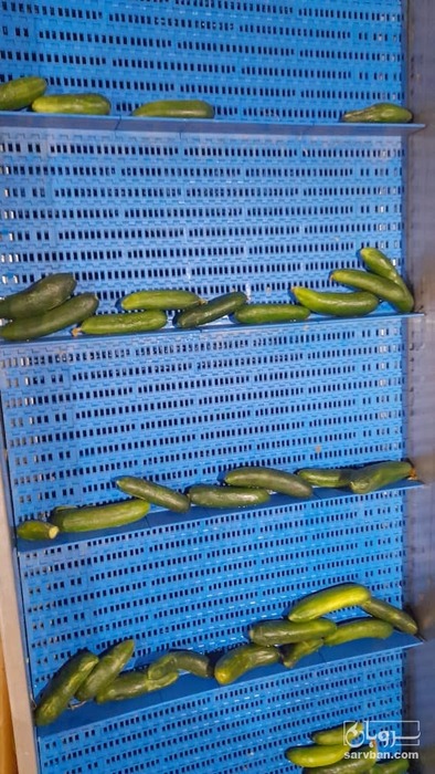 فروش خیار سبز