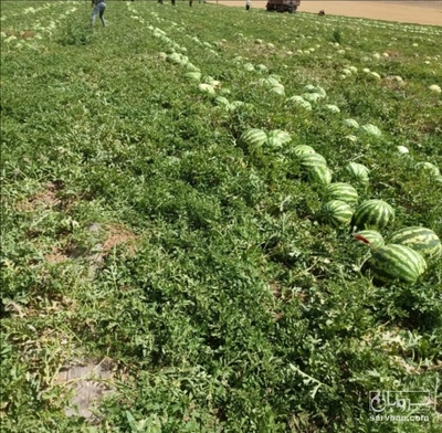 فروش هندوانه