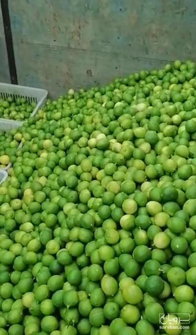 فروش لیموترش