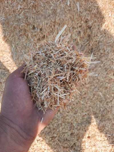 فروش کاه و کلش گندم