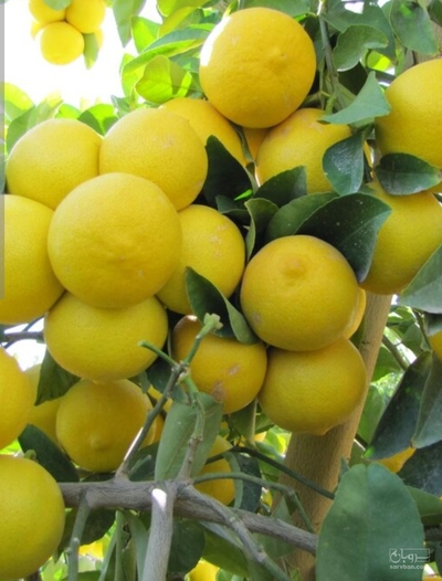 فروش لیمو شیرین