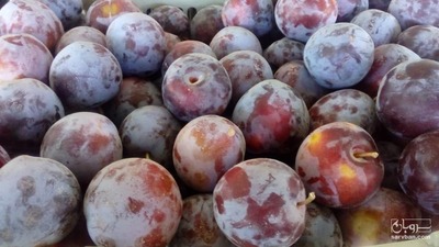 فروش آلو شابلون