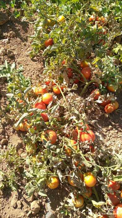 فروش گوجه فرنگی ربی