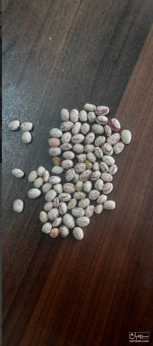 فروش لوبیا چیتی