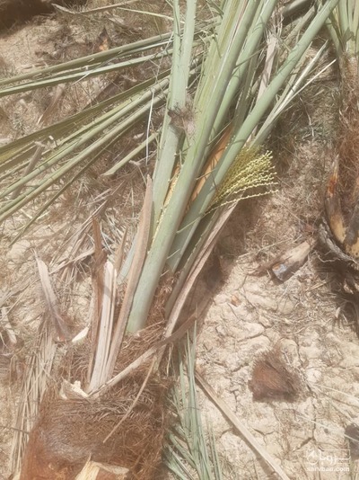 فروش نهال خرما