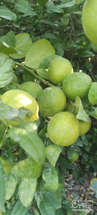 فروش لیموترش