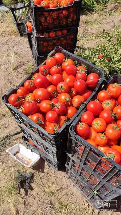 فروش گوجه فرنگی