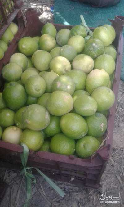 فروش لیموترش