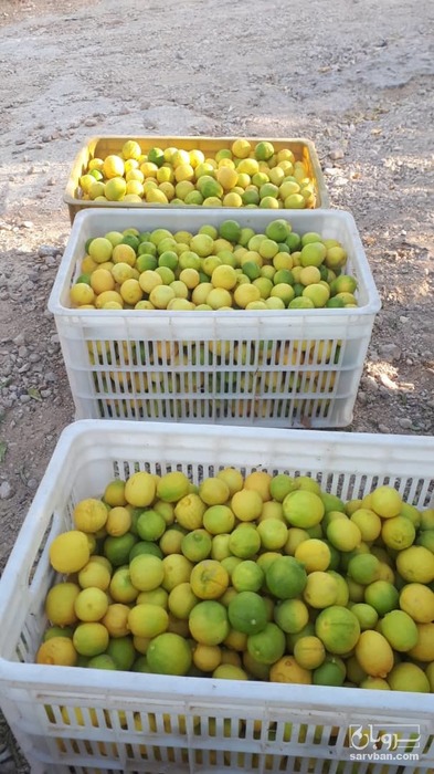 فروش لیموترش