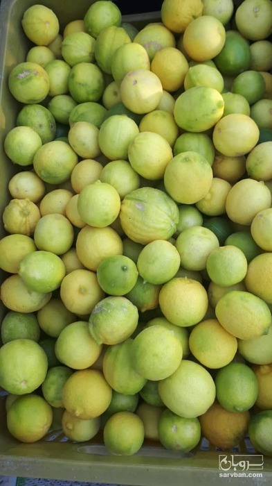 فروش لیموترش