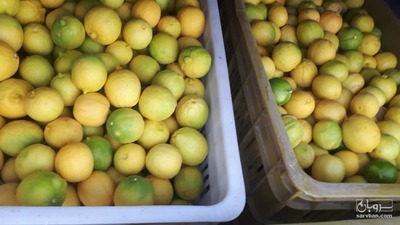 فروش لیموترش