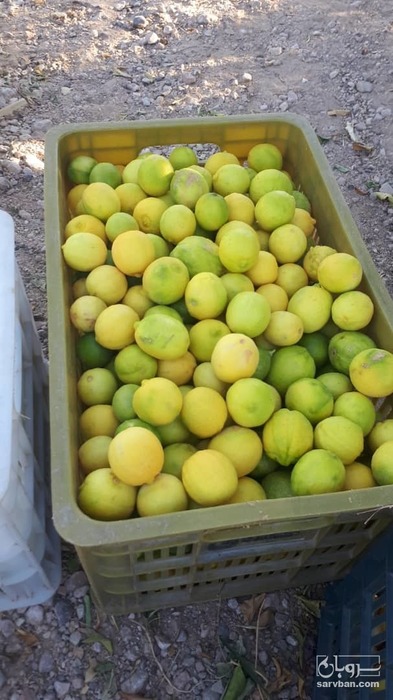 فروش لیموترش