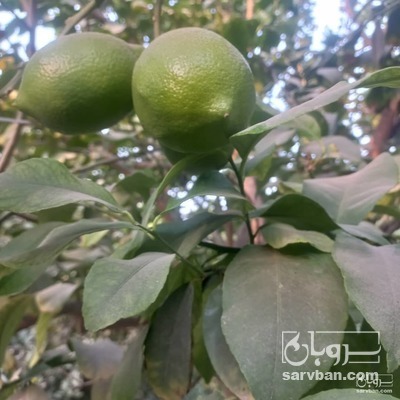 فروش لیموترش